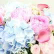 The photograph offers a lush, close-up view of a pastel bouquet so full and detailed that every petal feels within reach, as if resting on a polished table in a quiet Gerrards Cross townhouse near the station. At its core, expansive pink peonies unfurl in lavish layers, their outer petals touched with delicate blush and their centres deepening into richer rose-pink, creating a sumptuous, almost cloud-like texture that dominates the centre and upper right of the frame. Surrounding and softening these opulent blooms are rounded clusters of sky-blue hydrangeas, particularly prominent along the left and lower central areas, where their countless tiny florets fuse into gentle, billowy mounds of cool colour. Cutting through the ruffled softness, you can see a few rose-pink to fuchsia calla lilies, their trumpet forms smooth and sculptural; one arcs with quiet confidence at the top right, while another slips in from the far left, providing a refined, modern line that contrasts with the intricate peony petals. Smaller blush garden roses are tucked artfully among the larger flowers, some tightly closed like little promises, others slightly open, adding depth and an old-world charm. Wisps of silvery-green foliage, likely eucalyptus or dusty miller, emerge here and there, the soft, velvety leaves bringing a subtle woodland feel that recalls the greenery around nearby Bulstrode Park. The lighting is gentle and diffused, with no harsh glare, allowing the pastel blues, pinks, and greens to blend seamlessly into a romantic, soothing harmony. This arrangement feels perfect for a joyful anniversary, a spring birthday, or a graceful congratulations delivered to a doorstep anywhere in Gerrards Cross.