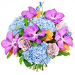 Photographed in front of a pristine white background, this lavish bouquet presents a carefully curated blend of cool and warm tones, crafted with the kind of attention to detail you'd expect from a dedicated Gerrards Cross florist. At its core are large, rounded mounds of sky-blue hydrangeas, packed with tiny petals that create a plush, cloud-soft texture, bringing an immediate sense of calm, like pausing on a bench near Gerrards Cross Common on a clear day. Rising from this tranquil base, bold Vanda orchids command attention, their wide magenta-purple petals saturated with colour and sprinkled with darker speckles, giving them a rich, exotic allure. Nestled among them are roses in a muted lavender-grey, almost dusty mauve hue, fully opened and perfectly spiralled, adding a note of gentle, mature romance. To keep the bouquet from feeling too cool or reserved, smaller peach and tangerine-orange roses are scattered throughout, glowing warmly against the blues and purples and suggesting optimism and celebration. Slim, graceful stems of deep indigo delphinium extend just beyond the main body of the arrangement, introducing vertical lines and a light, airy lift to the composition. Subtle green foliage is woven between the blooms, supporting the flowers and framing them with a fresh, natural edge. The overall design is compact and luxuriant, with every stem placed to create a sense of fullness and harmony rather than heaviness. Bright, even lighting in the photograph enhances the vibrancy of every shade and highlights the contrasting textures-from the velvety orchids to the pillowy hydrangeas and silky roses-making this bouquet ideal for marking milestones, offering congratulations, or bringing a burst of elegant colour into any Gerrards Cross home.