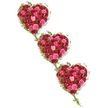 Three luxuriant heart-shaped rose tributes drift diagonally across a pure white backdrop, like a quiet chorus of love and remembrance repeated in three verses. Beginning at the upper left and cascading towards the lower right, each heart is packed with roses in an array of reds and pinks, from deep, wine-like crimson and bright scarlet to vivid fuchsia, warm coral, and pale blush tones. The roses vary in size and openness, some still tightly coiled and others fully unfurled, their soft, velvety petals overlapping to create a dense, cushion-like surface that seems almost tangible. Encircling the hearts and gently weaving between them is a garland of fresh ivy, its slender stems and glossy green leaves tracing every curve. The ivy does more than frame the shapes; it stretches out in delicate tendrils, linking one heart to the next and forming a living chain that speaks of continuity, shared memories, and unbroken bonds. The crisp white background and neutral lighting bring every hue and texture into sharp focus, allowing the rich reds and pinks to glow warmly against the coolness of the surrounding space. This design could easily be imagined at a quiet service in a Gerrards Cross church or crematorium, where families gather to say farewell, or delivered to a home nearby as a deeply personal sympathy tribute. Created with the eye of an experienced florist who understands the language of roses, the triple heart arrangement conveys compassion, devotion, and the enduring nature of love when words feel too small.
