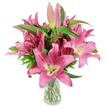 A generous bouquet of deep pink lilies stands upright in a simple, clear glass vase against a pristine white studio backdrop, the composition concentrating every eye on the flowers themselves. The arrangement features a cluster of large, star-shaped blooms in vivid fuchsia and magenta tones; each open blossom folds back six broad petals with a satiny, almost waxen texture that catches the light and suggests the cool, smooth skin of ripe fruit. At the centre of many flowers the throat shifts to a pale creamy-yellow that graduates into a chartreuse hint near the base, setting off the petals and making their pinks read even truer. Prominent dark burgundy stamens arc from each calyx, dusted with deep pollen that signals freshness and botanical vitality. Scattered among these mature blooms are numerous elongated buds in varying stages - from tight, shell-pink points to fuller, deep-fuchsia pods with green tips that promise days of opening and continued presence on a dining table or mantel. Lush, lance-shaped green foliage weaves through the cluster, its darker tones grounding the vivid petals and creating a rich textural contrast against the clear water and trimmed stems visible through the vase. The glass sits simply on a white surface, allowing light to pass and the stems to read as an integral, sculptural element of the design. There is a quiet, celebratory air to the picture - a scent almost perceptible in the mind - perfect for birthdays, thank-you gestures, or to lift a quiet afternoon at home. As a local Gerrards Cross studio-style image, the composition reads practical and elegant, suited to articles on floral care, gifting, or the joyful presence of lilies in seasonal arrangements.