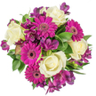 Seen from a direct overhead viewpoint against a crisp white background, this hand-tied bouquet reads as a compact, joyful study in contrast and texture. At its heart are creamy white roses, their velvety petals spiralling inward in classic, softly lit rosettes that suggest quiet elegance and a subtle, tea-rose fragrance. Radiating around those ivory centers are bold magenta gerbera daisies whose flat, theatrical faces and densely layered petals project immediate energy; their deeper, shadowed centres pull the eye and create a lively focal rhythm. Between and beneath these primary blooms nest clusters of deep plum-purple alstroemeria, each small, trumpet-shaped flower adding delicate markings and a refined mid-tone that bridges the warm ivory and vivid fuchsia. The composition is tightly packed into a circular form, with varied green foliage-broad glossy leaves, slender stems, and a few variegated touches-giving the bouquet a plush, verdant cushion and a cool, springlike scent. The bright white backdrop isolates every hue so that the fuchsia, royal purple, and soft ivory register with clear, tactile intensity, as if you could feel the silky rose petals and the firmer, papery texture of the gerberas. This arrangement reads as celebratory yet composed, ideal for marking birthdays, anniversaries, or moments when a thoughtful thank you or just because is needed. As a florist who regularly prepares bouquets for deliveries around Gerrards Cross and nearby Beaconsfield, I picture this as a centrepiece for a sunny kitchen table or a gift carried from the High Street to a friend's sitting room-an emblem of cheer, care, and considered craftsmanship.