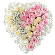 A beautifully balanced heart of fresh roses and baby's breath is shown against a crisp white background, its romantic shape immediately drawing the eye. The heart has been designed with a clear, vertical division that creates a subtle dialogue between two colours of roses. On the left side, a close-knit carpet of creamy ivory and soft lemon-yellow roses unfolds, each bloom with smooth, velvety petals curving outward as if slowly breathing. On the right, equally abundant medium pink roses echo the same fullness and rounded form, but with a warmer, more tender hue that speaks of affection and gratitude. No gaps break the surface of the heart; instead, the roses sit shoulder to shoulder, forming a continuous, plush cushion of petals. Winding their way through both halves, and framing the heart's outline, are countless minute blossoms of white gypsophila, or baby's breath. These tiny flowers fill crevices, soften edges, and create a light, airy fringe, almost like a soft snowfall settled around the more substantial roses. The contrast between the structured, layered rose petals and the feathery gypsophila makes the tribute feel both grounded and ethereal. This design feels particularly appropriate for a funeral tribute in Gerrards Cross, perhaps travelling from a family home near the station to a service at a local church, then on to a final resting place. It carries the message of two sides of love-peaceful remembrance and warm affection-held together in a single, unified heart. Every element suggests thoughtful craftsmanship, gentle condolence, and a desire to honour someone special with a serene, elegant floral farewell.