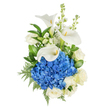 A serene, vertically presented bouquet photographed against a pure white background, this arrangement reads like a cool lakeshore in bloom and is rooted in classic floristry from Gerrards Cross. At its centre sits a dense, rounded dome of deep blue hydrangea - hundreds of tiny, richly coloured florets knit together to create a plush, tactile focal point that seems to hold and diffuse the soft light. Three sculptural white calla lilies rise just above the hydrangea, their trumpet-shaped, waxy petals curving in elegant arcs to reveal slim yellow spadices, lending a formal, architectural grace. Scattered among and around these major forms are creamy white roses whose layered, full petals add softness and a familiar romantic note. Tall spikes of delicate white stock or similar vertical blooms give the composition lift, their clustered tiny flowers adding airy texture and gentle scent. The whole is cushioned by lush green foliage - broad glossy leaves that provide deep tonal contrast and feathery leatherleaf-style fronds that introduce intricate, fern-like detail. The lighting is soft and clear, allowing whites to glow warmly against the crisp blue, and the overall mood is one of dignified calm: suitable for sympathy, an understated anniversary, or a refined celebration. As a local touch, a florist here might mention delivering this arrangement around Gerrards Cross High Street or to families visiting Denham Country Park, where its quiet palette would echo early morning mist and open skies. Expertly balanced, the bouquet feels both modern and timeless, offering comfort and composed beauty in equal measure.