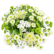 Captured from directly above, this bouquet forms a lush, circular tapestry of chrysanthemums in white and green, resting on a stark white background that amplifies its freshness. The design is tightly gathered yet thoughtfully arranged, so different shapes and textures play gently against one another, reminiscent of the calm, ordered greenery around Gerrards Cross Station gardens. At first glance, the eye is drawn to the abundance of white blooms: some are daisy-style chrysanthemum sprays with simple, satin-smooth petals surrounding fresh green-yellow eyes, while others are more traditional, domed mums whose many petals are packed closely together, giving a plush, almost cushion-like effect. Threaded through this white canopy are bright green button chrysanthemums, their neat, rounded heads and fine, almost fuzzy texture adding a cheerful pop of chartreuse. Here and there, slender-petalled spider or cremon chrysanthemums in white and soft lime seem to float above the rest, their feathery petals spreading outward like delicate fireworks frozen in time. Deep green foliage, likely chrysanthemum leaves and complementary greenery, cradles the blooms from below, providing a rich, verdant contrast that deepens the overall palette. The even, softly diffused lighting makes the whites appear especially crisp while keeping the greens vibrant but soothing. Together, these details create a bouquet that feels pure, restorative, and quietly uplifting, perfect for offering comfort, welcoming a new chapter, or simply bringing a cool, serene touch to a dining table or reception desk in a home or business around Gerrards Cross.