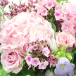 The image presents a dreamy pink bouquet in close-up, every petal and leaf brought into gentle focus as if viewed in calm daylight filtering over Gerrards Cross. At the centre and spreading into the upper left, a generous hydrangea head in pale, milky blush pink forms a pillowy mass of tightly clustered petals, each one slightly ruffled, together creating a soft, cloud-like dome. Flanking this star bloom, classic roses in richer blush and dusty pink tones open in perfect spirals, their velvety petals layered with quiet precision, some curling at the tips in a way that suggests peak freshness. Between these focal flowers run sprays of tiny fuchsia and magenta blossoms, likely waxflower or phlox, their diminutive, five-petaled forms punctuated by darker centres that add a sense of intricate pattern and depth, like confetti scattered through the bouquet. Toward the lower right corner, a single campanula bloom, washed in gentle lavender, arches gracefully, its bell-shaped flower introducing a cool note that balances the warmth of the pinks. Fine green stems and deep, glossy foliage weave underneath and around the blooms, offering structure and a natural, garden-like feel reminiscent of a stroll through nearby East Common Gardens. The lighting is soft, without harsh contrast, accentuating the smoothness of rose petals and the delicate texture of the hydrangea while letting the brighter fuchsia tones sing. Overall, the bouquet exudes tenderness, elegance, and a quiet sense of joy, ideal for marking birthdays, anniversaries, or simply sending love with a same-day flower delivery to a home or office in Gerrards Cross.