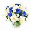 The photograph presents a dignified condolence bouquet arranged in a clear glass vase, composed with the quiet precision of a local Gerrards Cross florist. Rich royal blue roses draw the eye first, their deep, saturated petals forming velvety spirals that suggest steadfast love and remembrance. Nestled between and around them, creamy ivory roses unfold in softer, luminous layers, easing the intensity of the blue with a warm, consoling presence. Threaded through this core of roses are delicate white freesias, their long, slender stems carrying small clusters of trumpet-shaped blooms and closed buds that hint at gentle fragrance. Tiny heads of white gypsophila-baby's breath-are scattered lightly through the arrangement, creating a gauzy, cloud-like effect that softens the transitions between the larger flowers. Dark green foliage supports and frames the blooms, its glossy leaves peeking out at different angles to give the bouquet depth and a natural, rounded silhouette. The vase itself is simple and unembellished, its transparent glass revealing the carefully trimmed stems resting in clear water, emphasising the freshness and honesty of the design. Set against a pristine white background, the colours appear pure and still, with no distractions from the tranquil interplay of blue, cream, white, and green. The overall impression is one of calm strength and quiet compassion, an arrangement well suited to expressing sympathy or remembrance for families in Gerrards Cross, whether delivered to a peaceful home off Oxford Road or near the green spaces around Gerrards Cross Common.