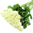 A lush diagonal bouquet of white roses lies across a pure white surface, captured in crisp, even light that gives the entire arrangement a calm, serene presence. In the lower-left of the image, around two dozen roses are gathered into a dense, luxurious cluster, with each bloom at that beautiful stage where the petals are still slightly cupped but beginning to unfurl. The petals are a creamy, almost luminous white, soft and velvety, with occasional hints of pale green or ivory at the base that reveal their freshness. Your eye is naturally drawn to the intricate spiral at the centre of each rose, those delicate inner petals folded tightly like fine fabric, gradually opening outwards in smooth, rounded layers. From this concentrated mass of blooms, the stems extend to the upper-right, appearing long, sturdy, and freshly cut, as though they might have been prepared only moments ago in a workshop near Packhorse Road. The foliage is plentiful and healthy, a deep, glossy green that contrasts strongly with the background. Some leaves show a very subtle reddish tint along their edges or undersides, a natural detail that adds realism and depth. The composition feels both contemporary and timeless, making it suitable for many occasions in Gerrards Cross - from a bridal bouquet waiting to be carried into a church, to a refined anniversary gift, or a peaceful sympathy arrangement delivered quietly to a family home. Crafted with the care we value at Flower Delivery Gerrards Cross, this bouquet visually expresses purity, respect, and heartfelt love without a single word.