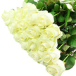 A striking hand-tied bouquet of white roses fills the image, the flowers gathered so closely that their creamy petals overlap in a rich, textured tapestry. Each rose is impeccably formed, with petals swirling inward toward a gentle centre, some blossoms already open and expansive, others still holding a tighter, more sculptural bud shape. The colour is a refined ivory-white, soft rather than stark, giving the bouquet a warm, romantic glow. Bright, even lighting illuminates every curve and fold, throwing subtle shadows that add depth and make each individual flower stand out despite their close arrangement. Below the blooms, you can see sturdy green stems and a collar of deep green leaves, their smooth surfaces and softly serrated edges adding a fresh, natural contrast, like foliage cut from a sheltered garden in Gerrards Cross near Packhorse Road or the leafy avenues surrounding the town centre. The background is completely white and uncluttered, ensuring nothing distracts from the roses; the bouquet appears almost sculptural, as if suspended in clean daylight. The effect is serene and elegant, evoking feelings of new beginnings, quiet joy, and respectful remembrance all at once. This is the kind of white rose bouquet you might send for a Gerrards Cross wedding, to honour a special anniversary dinner at home, or to offer gentle sympathy when someone nearby is grieving. Even through the photograph, it suggests the soft, fresh fragrance of newly delivered blooms and the comforting presence of flowers chosen with genuine care.